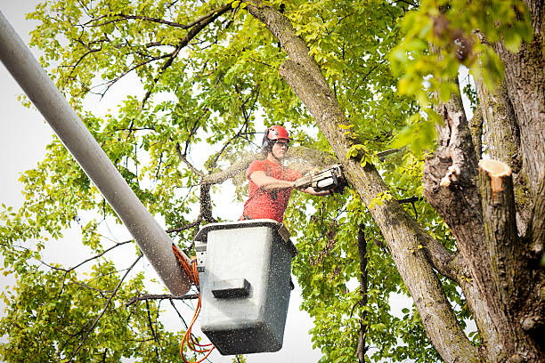 Best Tree Pruning Services  in Rossville, GA